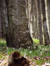 Вільшани з panoramio.com