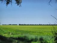 Пушкареве з panoramio.com