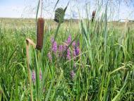 Цвітове з panoramio.com