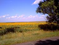 Нововасилівка - Останні фото