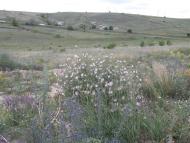 Шипилівка з panoramio.com