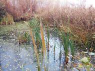 Демки Батьківщина