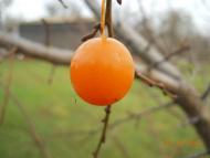 Демки Батьківщина