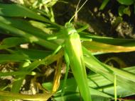 Демки Батьківщина