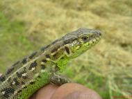 Демки Батьківщина