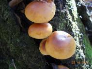 Демки - Останні фото