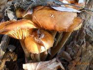 Демки - Останні фото