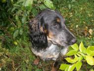 Демки Батьківщина