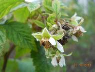 Демки Батьківщина