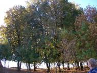 Демки Батьківщина