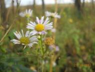 Демки Батьківщина