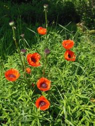 Прохорівка - Останні фото