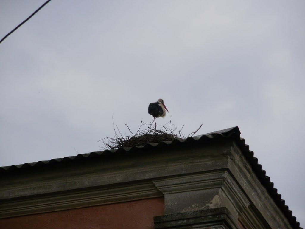 Римачі з panoramio.com - Римачі