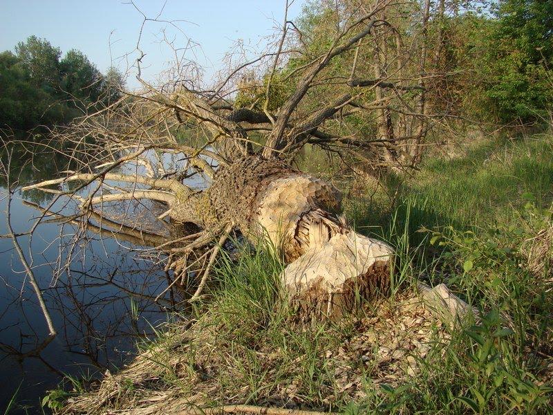 Баранівка з panoramio.com - Баранівка