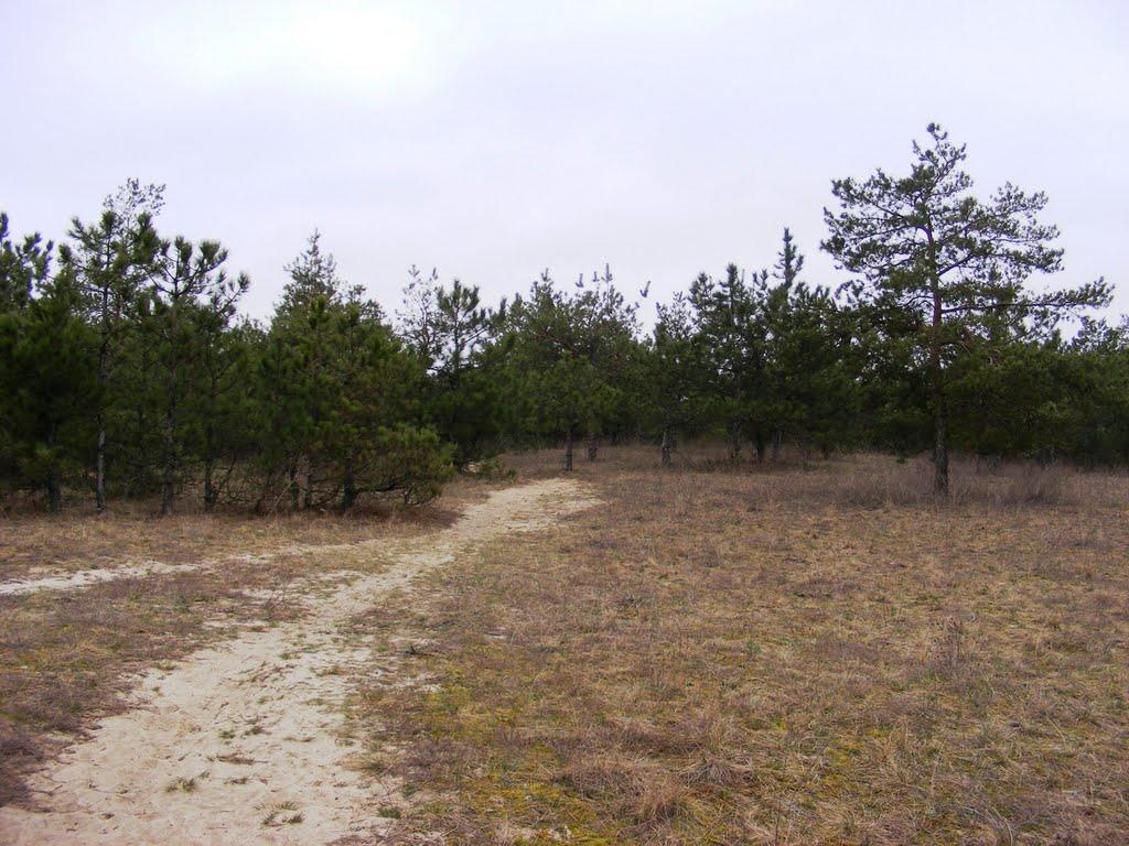 Кардашинка з panoramio.com - Кардашинка