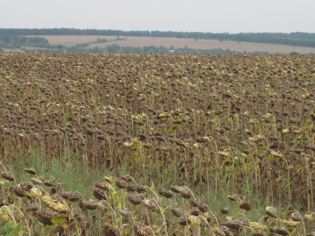 Зіньківське з panoramio.com - Zinkivske