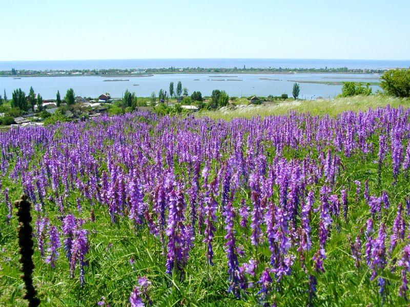 Виноградне з panoramio.com - Виноградне