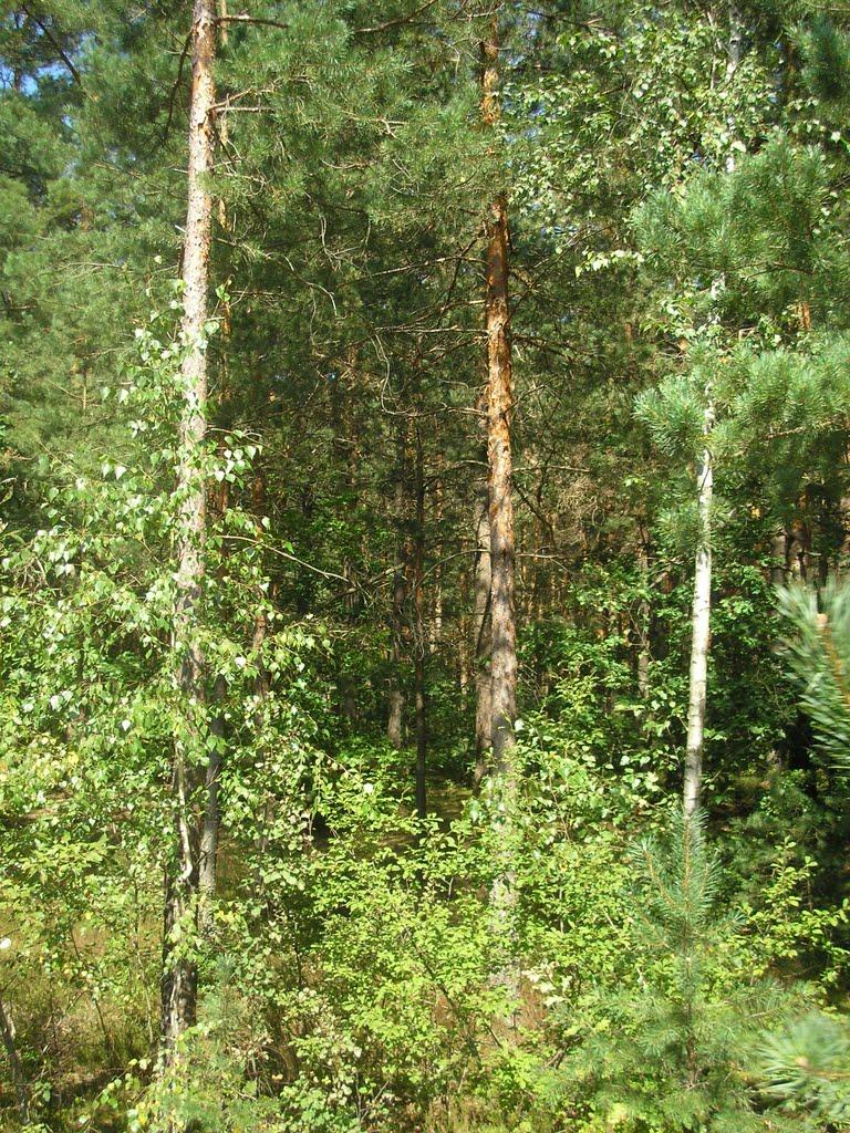 Підманове з panoramio.com - Підманове