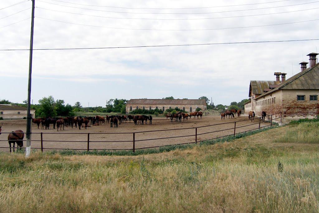 Новострільцівка з panoramio.com - Новострільцівка