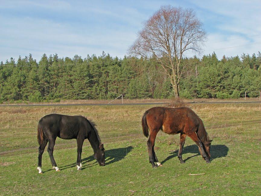 Забаряни з panoramio.com - Забаряни