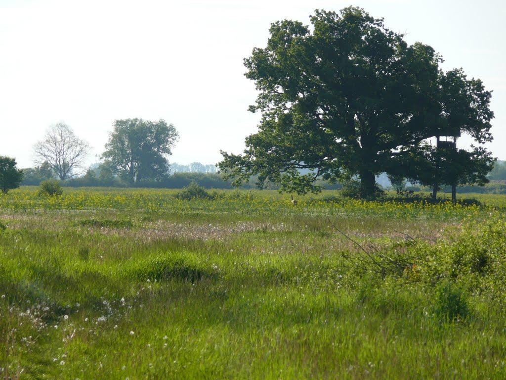Розівка з panoramio.com (ч.2) - Розівка