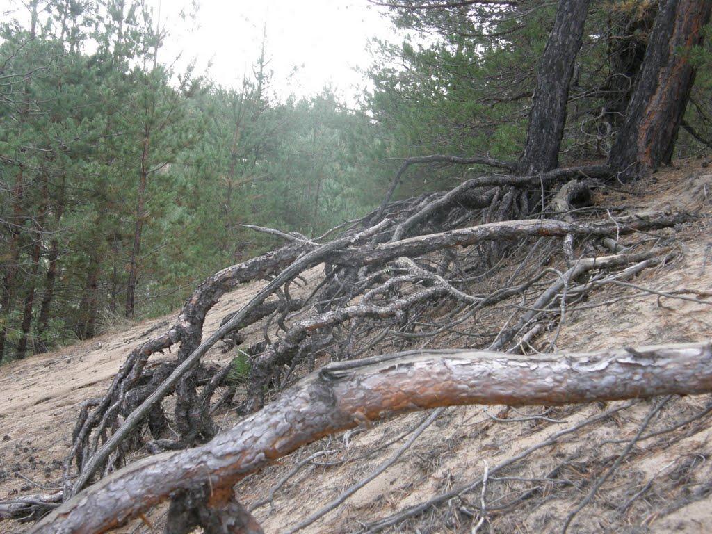 Метьолкіне з panoramio.com - Метьолкіне