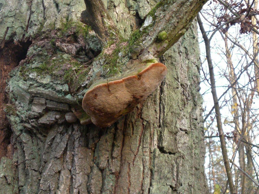 Берестяне з panoramio.com - Берестяное