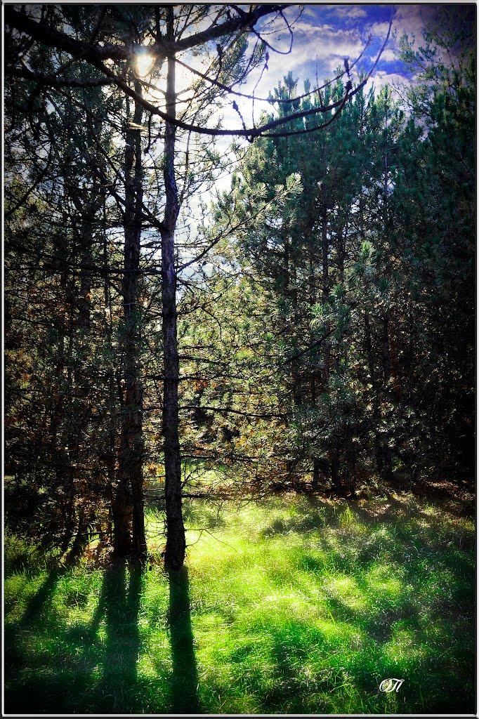 Шульгівка з panoramio.com - Шульгівка