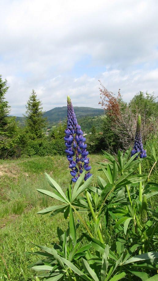 Либохора з panoramio.com - Либохора