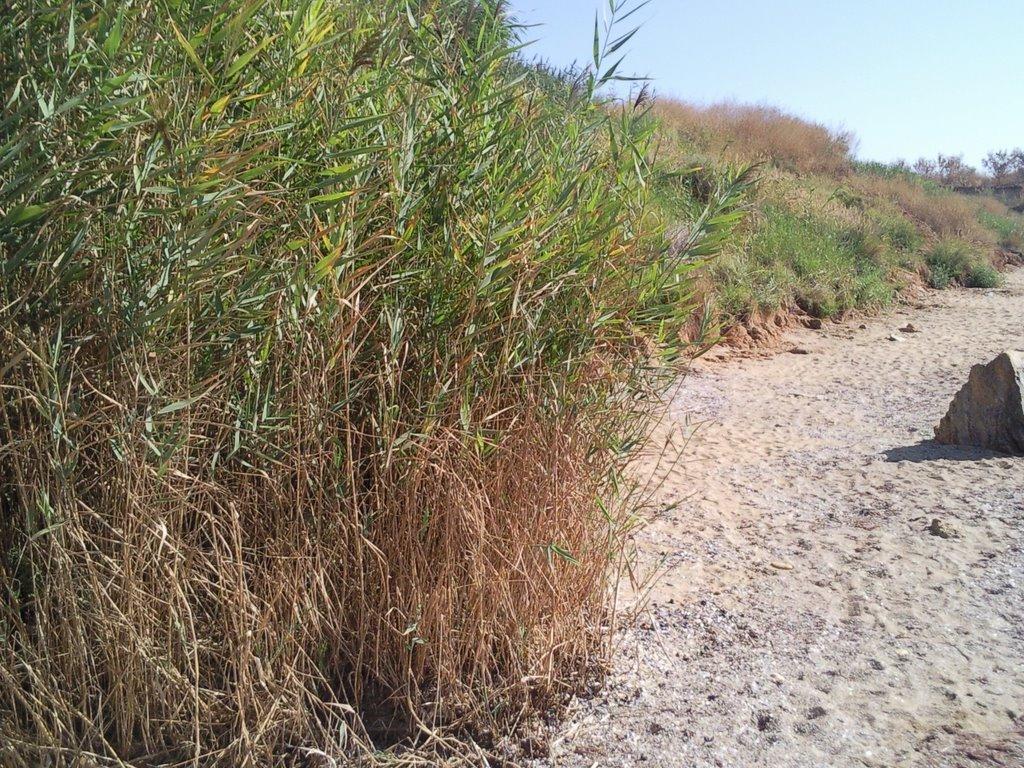 Фонтанка з panoramio.com - Фонтанка