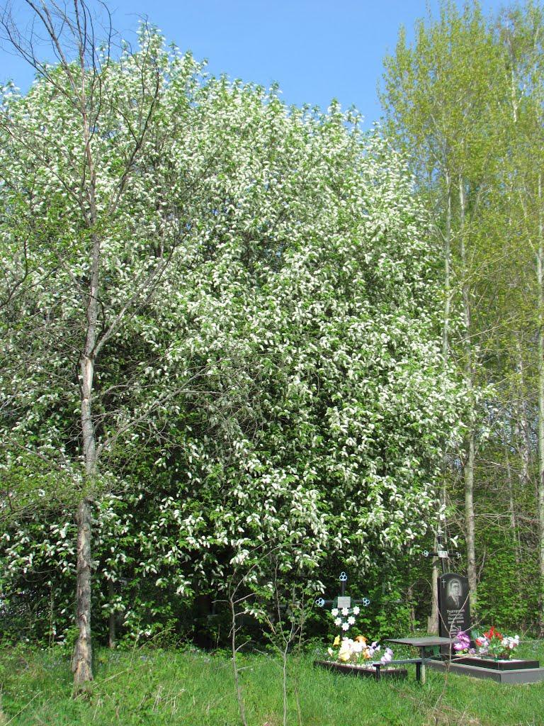 Любеч з panoramio.com - Любеч