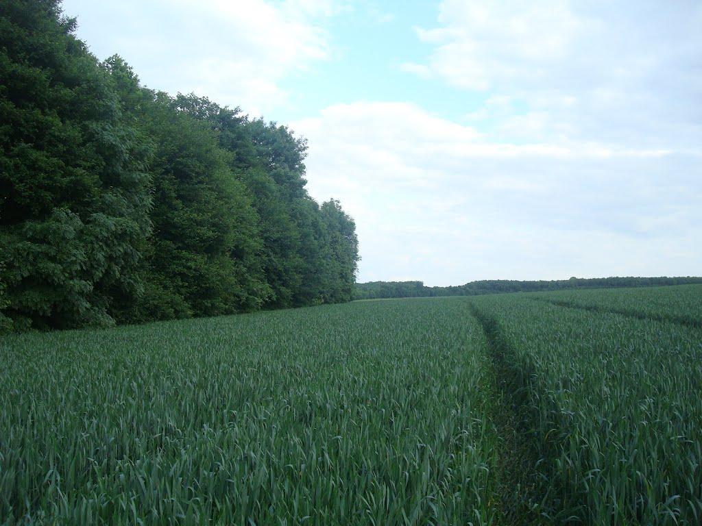 Ставчани з panoramio.com - Ставчаны