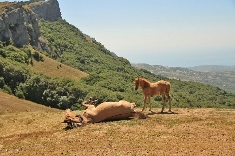 Лаванда з panoramio.com (ч.2) - Lavanda