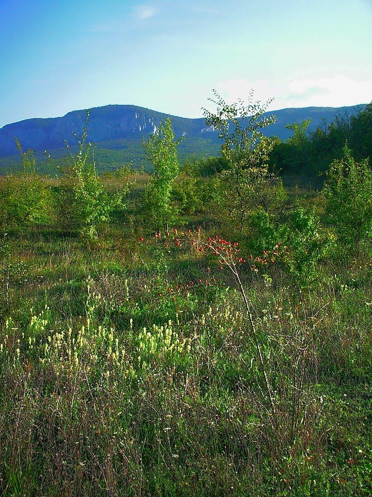 Соколине з panoramio.com (ч.2) - Соколиное