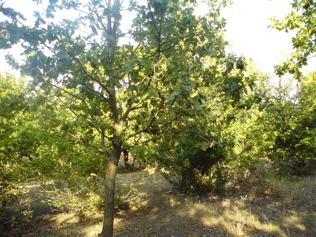 Ізмаїл з panoramio.com (ч.2) - Измаил