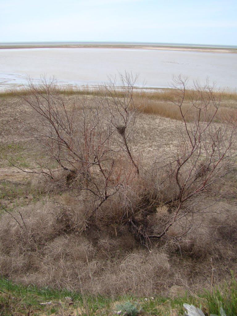 Волошине з panoramio.com - Волошино