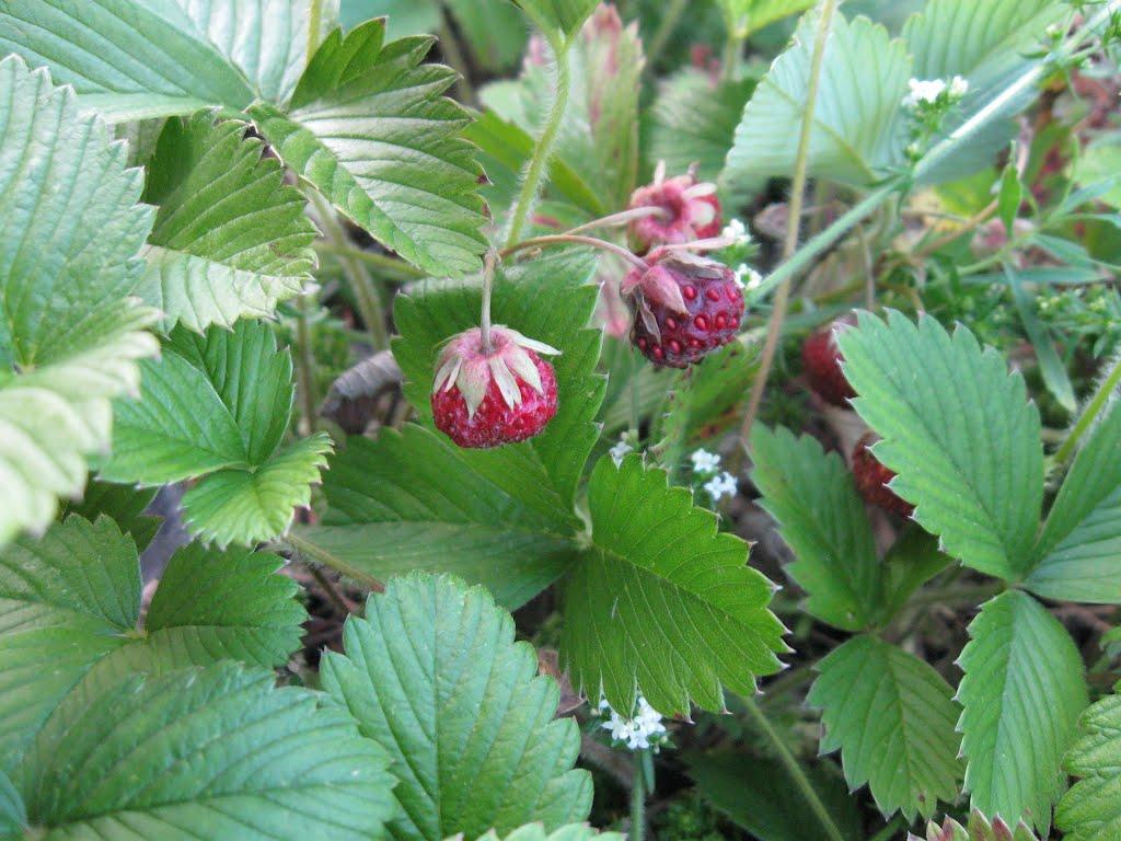 Пискунівка з panoramio.com - Пискунівка