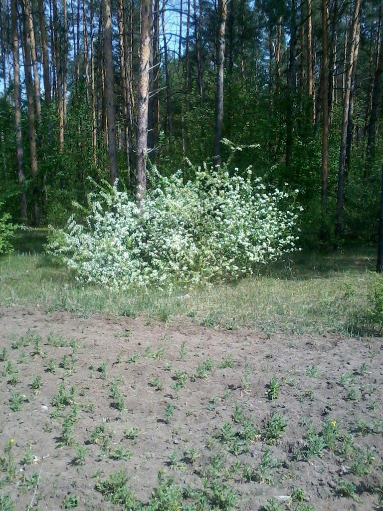 Заайдарівка з panoramio.com - Заайдарівка