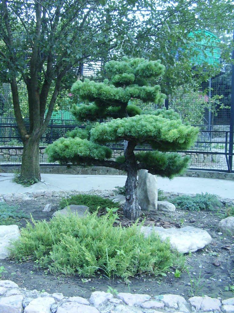 Виноградне з panoramio.com - Виноградное