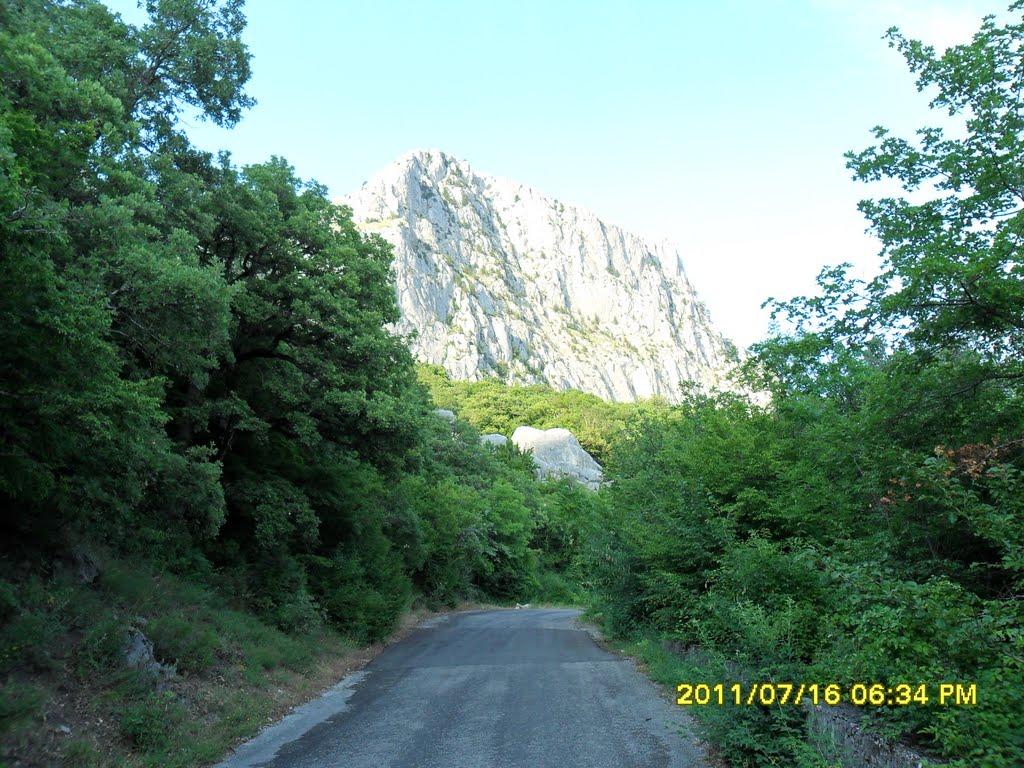 Олива з panoramio.com - Олива