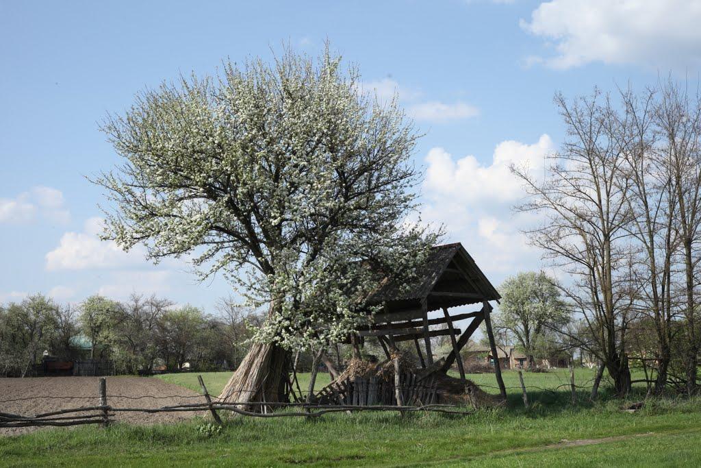 Дейманівка з panoramio.com - Деймановка