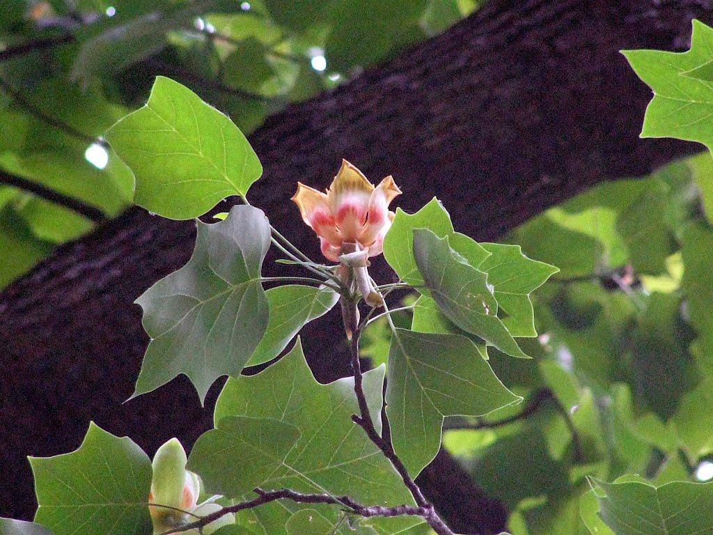 Ворзель з panoramio.com - Ворзель
