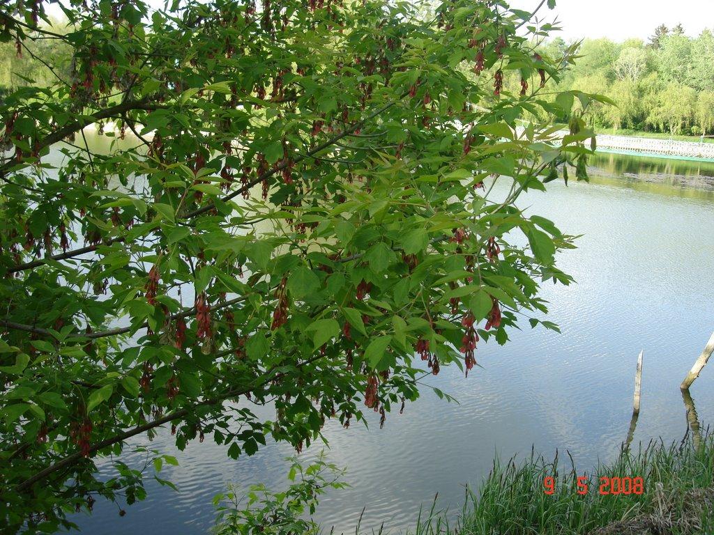 Городище з panoramio.com - Городище