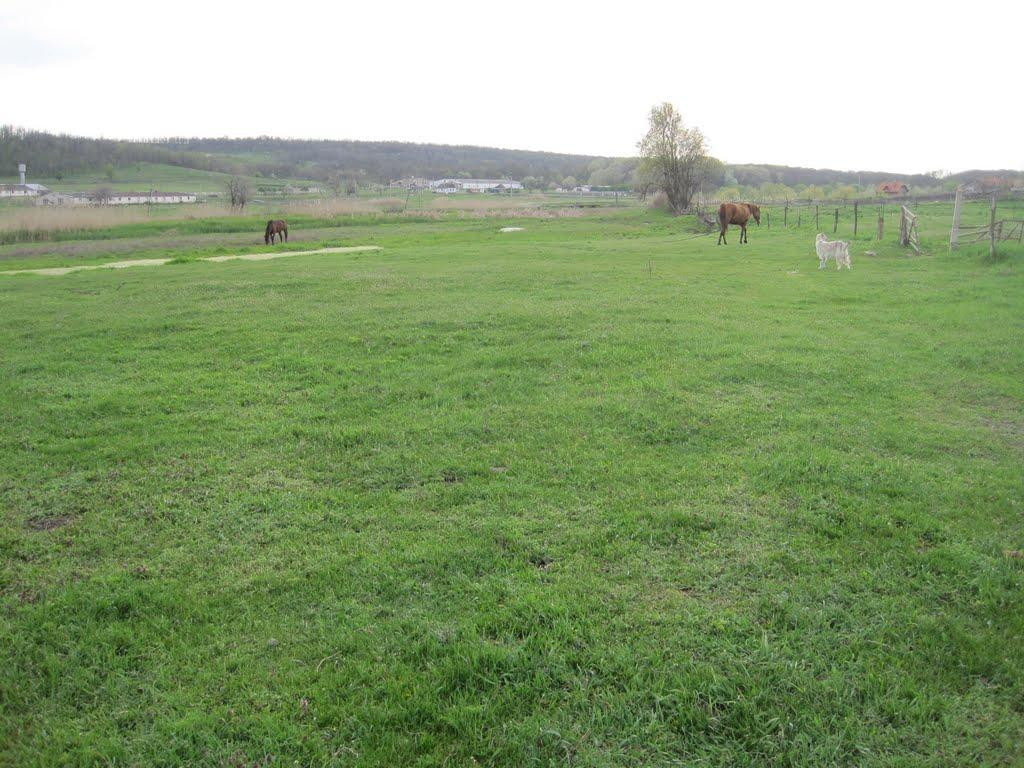 Козубівка з panoramio.com - Козубівка