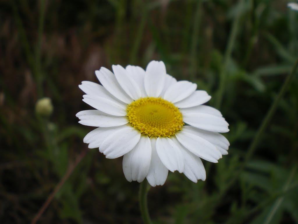 Придніпровське з panoramio.com - Придніпровське