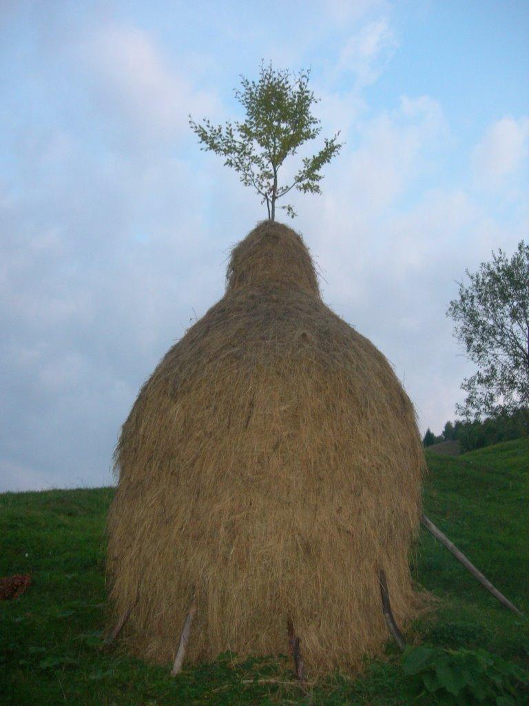 Хорови з panoramio.com - Хорови