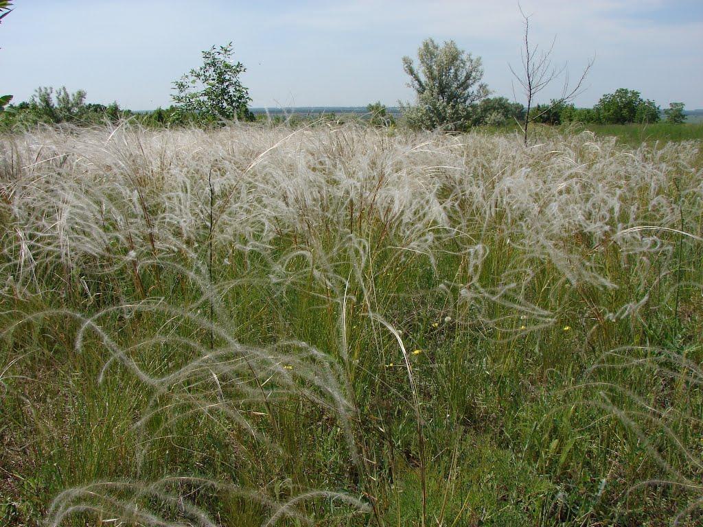 Слов'янка з panoramio.com - Слов'янка