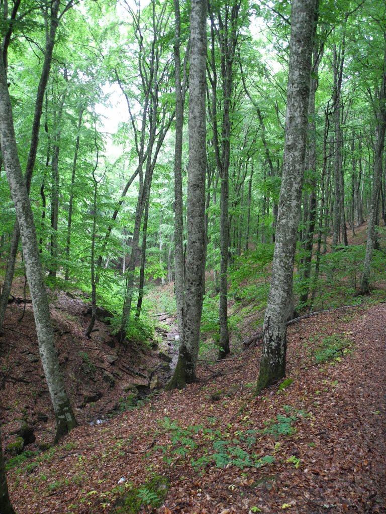 Соколине з panoramio.com (ч.2) - Соколиное