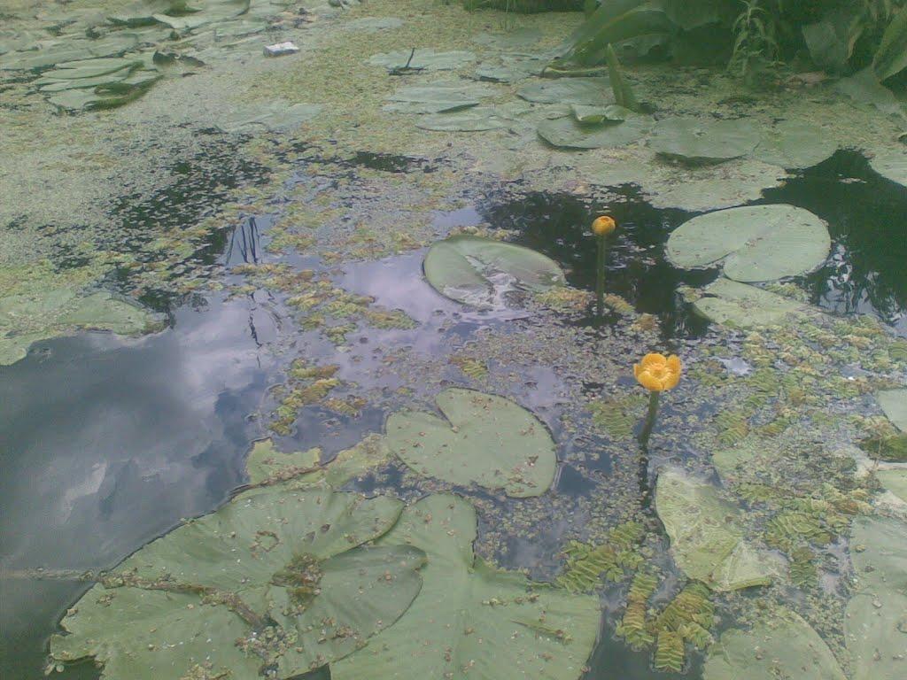 Щурове з panoramio.com - Щурово