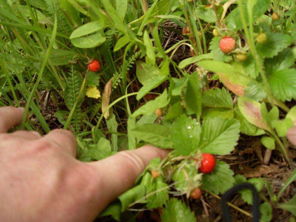 Женишківці з panoramio.com - Женишківці